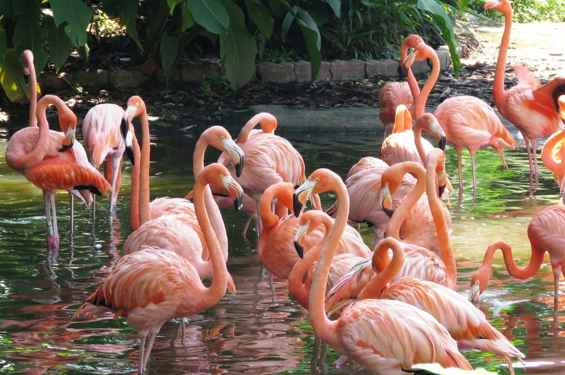 Розовый фламинго московский зоопарк. Зоопарк новосибирск розовый фламинго. Московский зоопарк павильон фламинго. Зоопарк розовое. Зоопарк розовое.