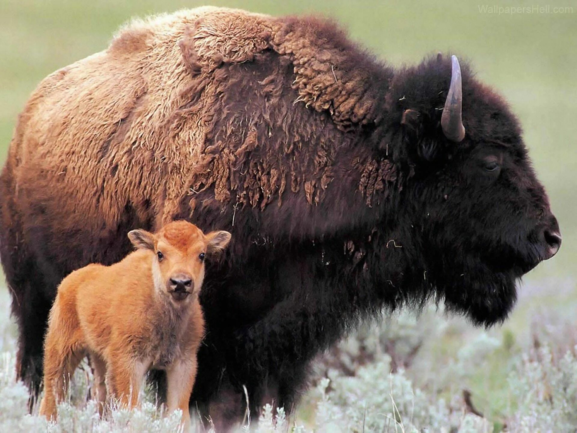 Американский Степной Бизон. Лесной Бизон Северной Америки. Бизон (Bison Bison). Бизон Буффало.