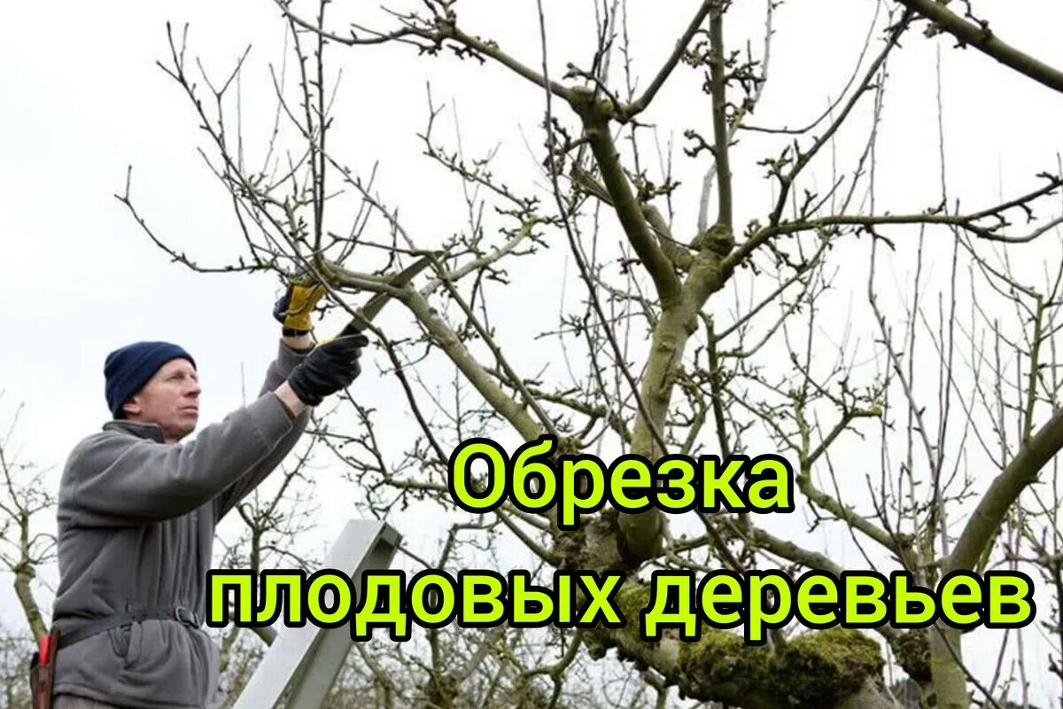 Когда проводить осеннюю обрезку деревьев