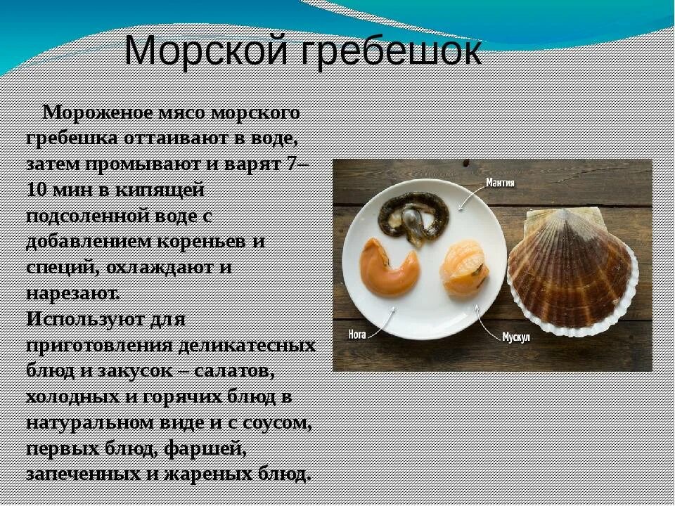 Гребешки морские вред