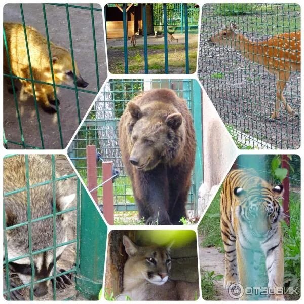 Когда то была в зоопарке. Когда то была в зоопарке. Зоопарк в бельгии 1958 год. Бедные животные в зоопарке. Когда то была в зоопарке.