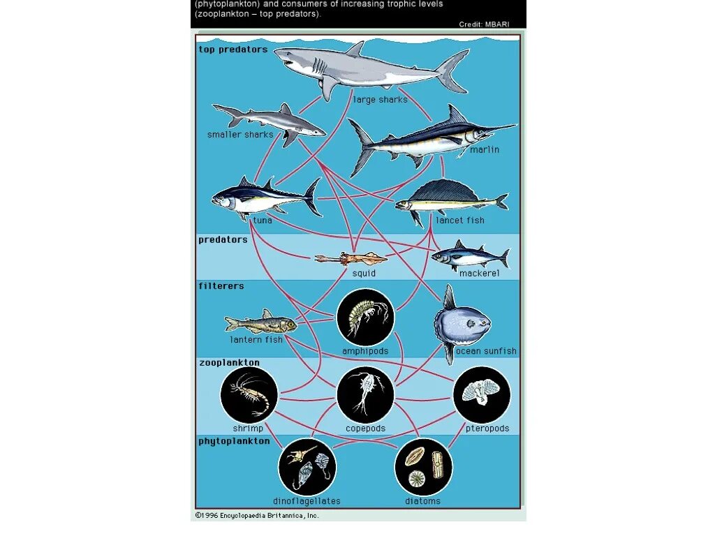 Фитопланктон цепь питания. Пищевая цепочка МЕГАЛОДОНА. Цепочка питания МЕГАЛОДОНА. Пищевая цепочка акулы.