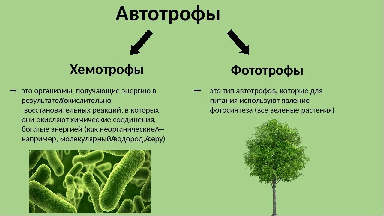 Автотрофные бактерии фототрофы хемотрофы. Питание бактерий фототрофы и хемотрофы. Хемотрофные бактерии Тип питания. Способы питания автотрофы. Какой тип питания имеет большинство