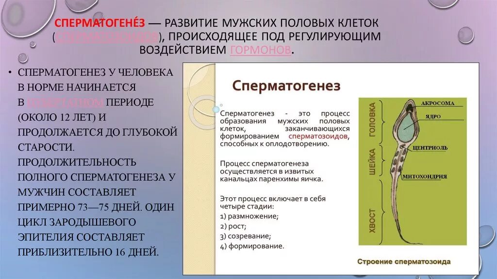 Мужская половая клетка. Образование мужских половых клеток происходит в. Формирование сперматозоида. Формирование мужских половых клеток. Периоды сперматогенеза.