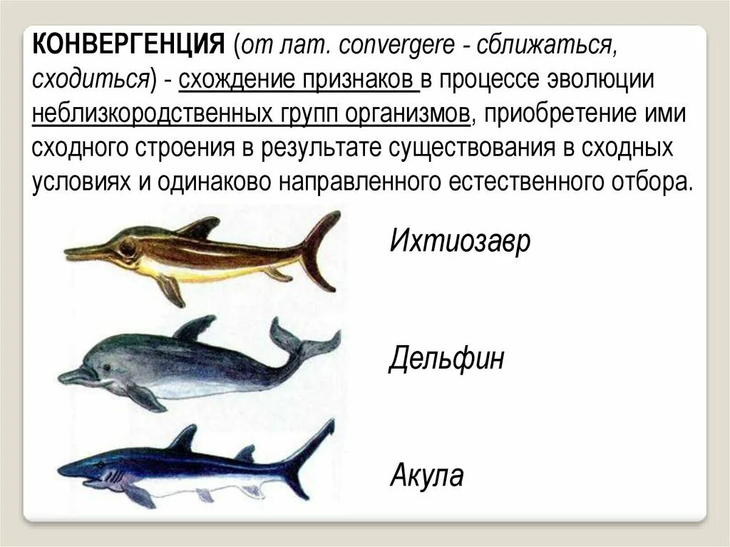 Конвергенция акула Ихтиозавр Дельфин. Конвергенция примеры. Причины конвергенции. Конвергенция в экологии. Тип конвергенции