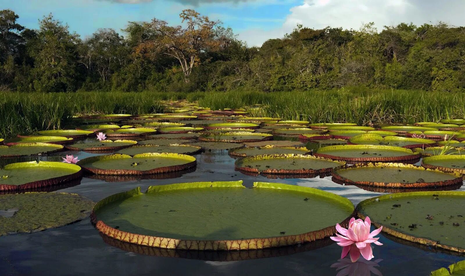 Ô amazon water. Amazonica игра. Lgb maniac corp amazonica project. Амазоника сайт. Экваториалы.