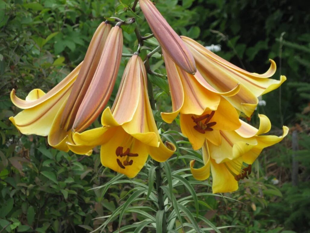 лилия ароматная трубчатая. лилии трубчатые фото описания. лилия регале королевская. лилия регале трубчатый гибрид. лилии трубчатые фото описания.