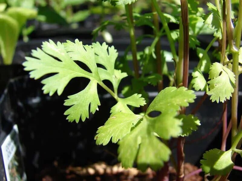 Кинза. Coriandrum sativum. Кориандр Санто. Coriander leaves.