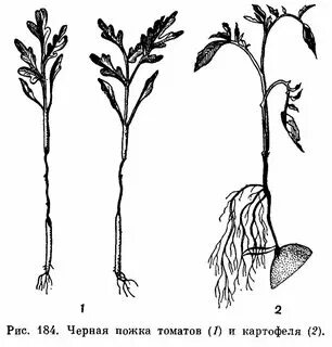Чем укрепить корневую систему у рассады томатов. Чем укрепить корневую систему у рассады томатов