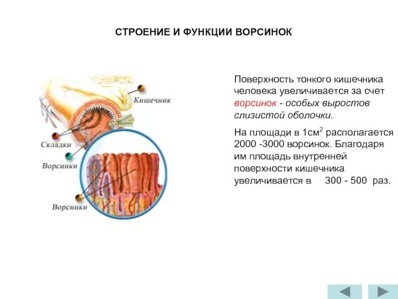 Функция ворсинок тонкого кишечника. Ворсинки строение и функции. Строение и функции кишечных ворсинок. Ворсинки тонкого кишечника строение и функции. Ворсинки тонкого кишечника анатомия.