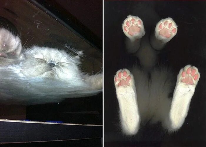 Сколько у котика пальчиков на 4 лапах