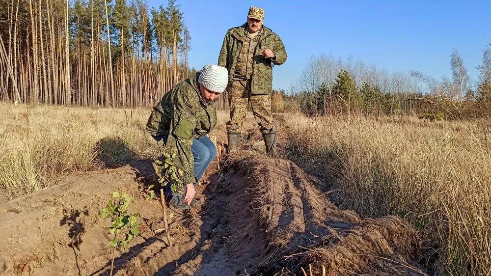 7 Лес восстанавливается. Нужно вывести из леса 35