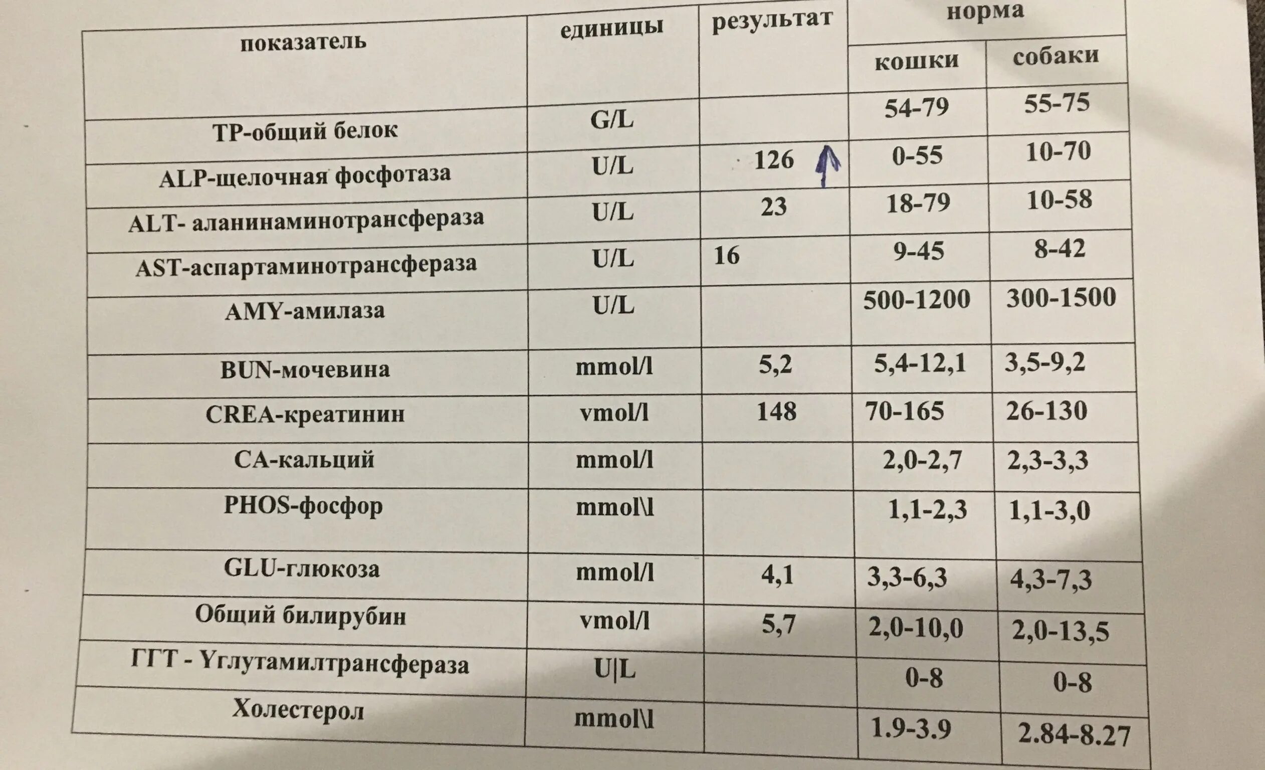 Норма общего белка сыворотки. Анализ крови на общий белок норма у женщин таблица. Анализ крови норма общего белка у женщин по возрасту таблица. Анализ крови общий белок норма у женщин после 60 лет таблица. Норма белок у женщин общая биохимия.