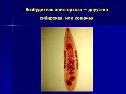 Возбудитель описторхоза