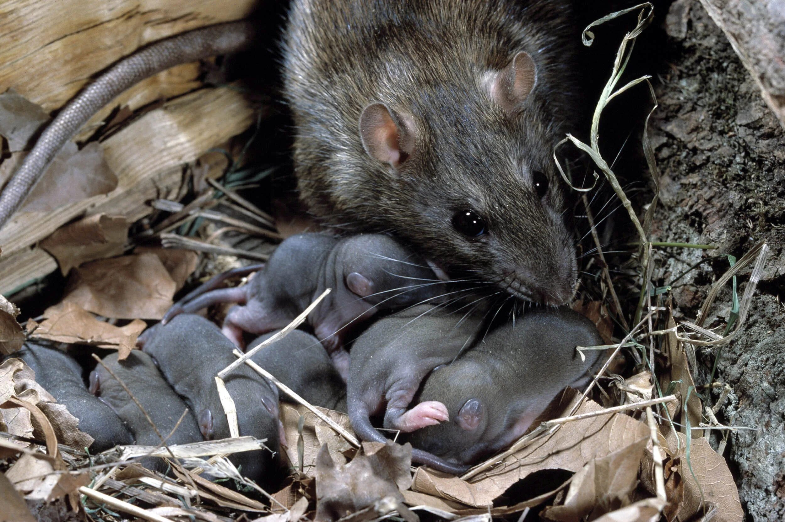 Серая крыса Пасюк. Серая крыса Rattus norvegicus. Серая большая крыса Пасюк. Детеныш Земляной крысы.