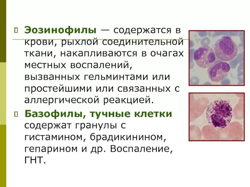 Клетки соединительной ткани эозинофилы. Тучные клетки (тканевые базофилы). Регуляторные ферменты эозинофилов. Эозинофилы строение клетки. Повышенные эозинофилы в крови форум