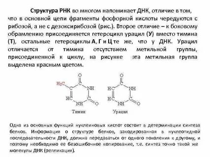 Урацил в рнк