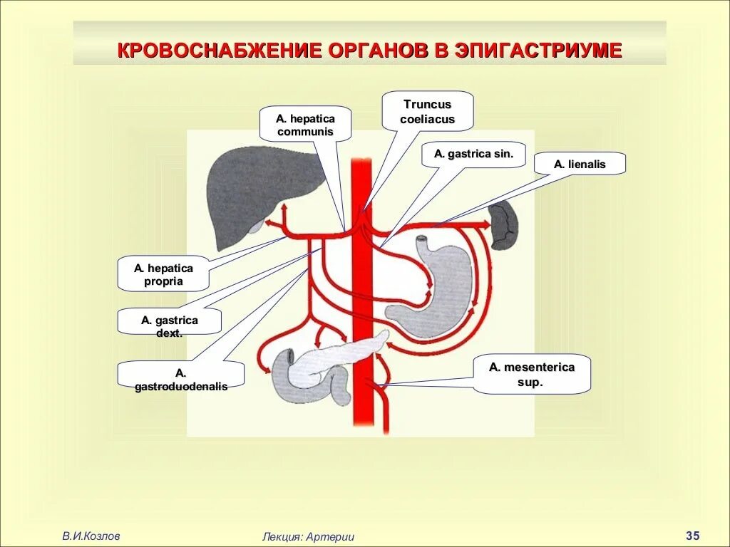 Кровоснабжение внутренних половых органов. Внутренняя грудная артерия ветви схема. Артерии таза анатомия схема. Артерии таза схема. Нижняя брыжеечная артерия.