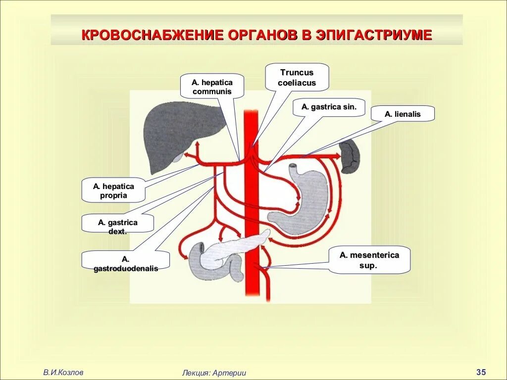 Приток крови к органам