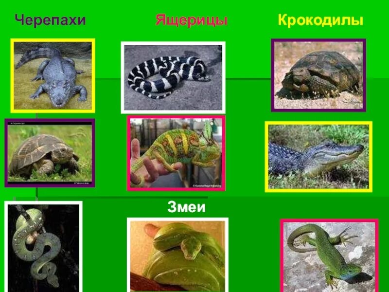 Черепахи змеи класс. Eastern long-necked turtle. Китайская трёхкилевая черепаха. Чешуйчатые змеи пресмыкающиеся. Паучья черепаха pyxis arachnoides.