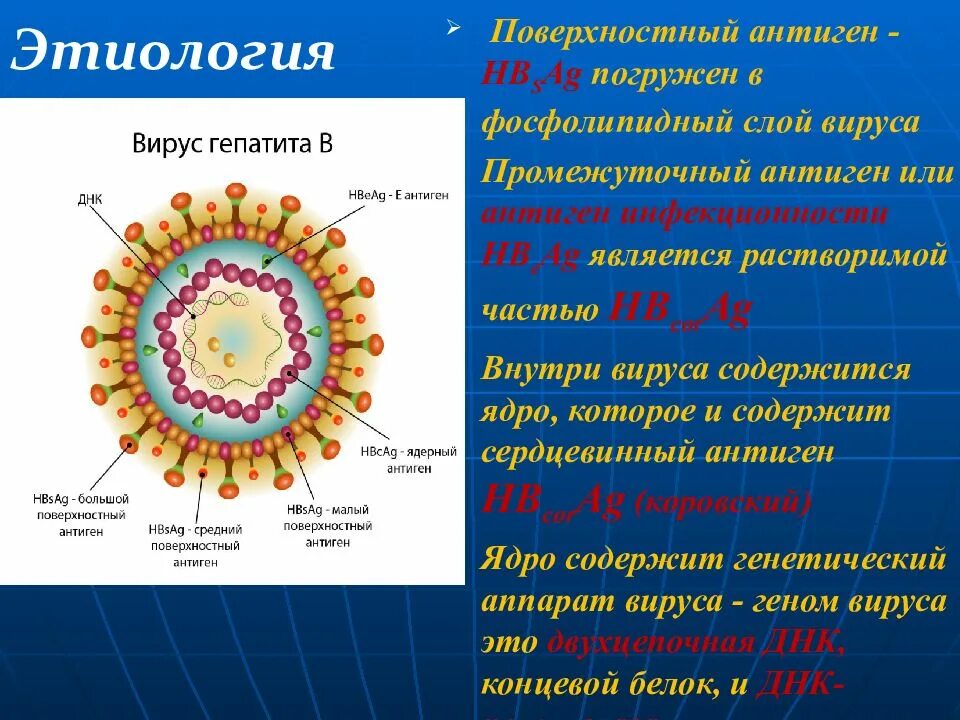 Передача вируса гепатита в. Гепатит с этиология. этиология вирусных гепатитов. вирус гепатита д этиология. механизм передачи вирусного гепатита в.