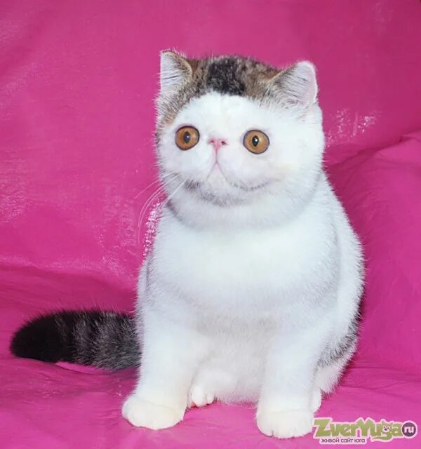 Pin on Pets I like