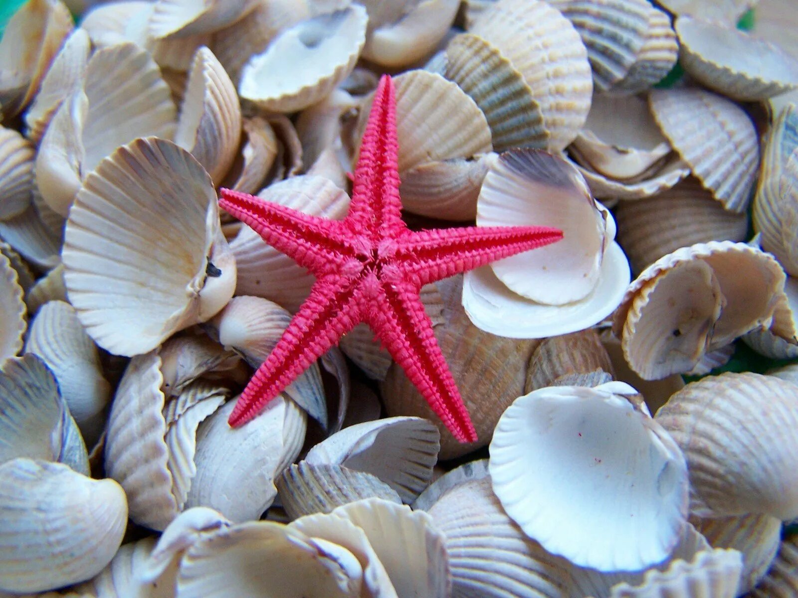 Красивые ракушки. Морской моллюск эдам. Красивые ракушки. Морская раковина. Море песок.