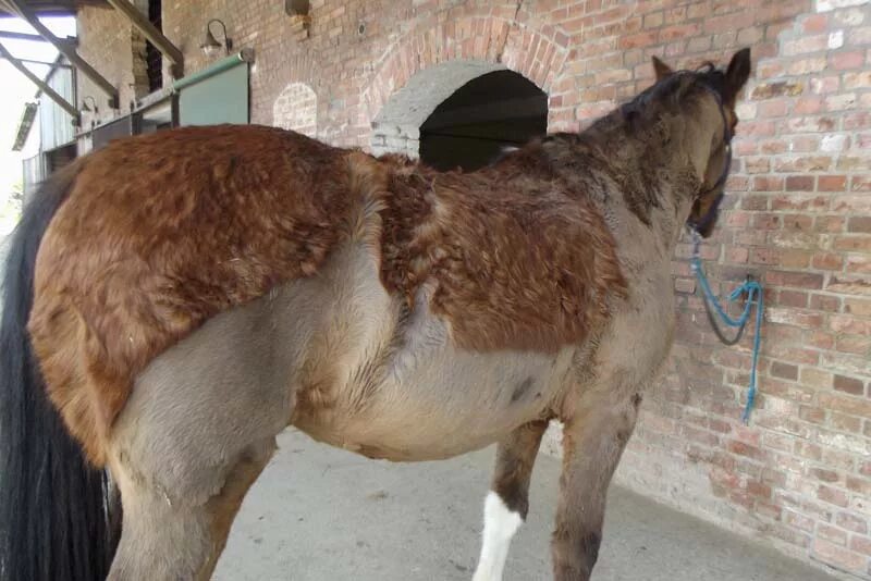 Линька у лошадей. Синдром кушинга у лошадей. Синдром вобблера у лошадей. Лошадь не слушается. Болезнь кушинга у лошадей.