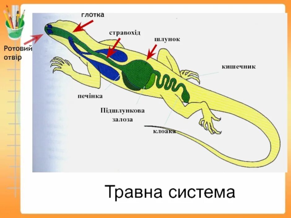 Система органов у ящерицы. Строение пищеварительной системы ящерицы. Пищеварительная система пресмыкающихся схема. Пищеварительная система ящерицы схема. Внутреннее строение ящерицы пищеварительная система.