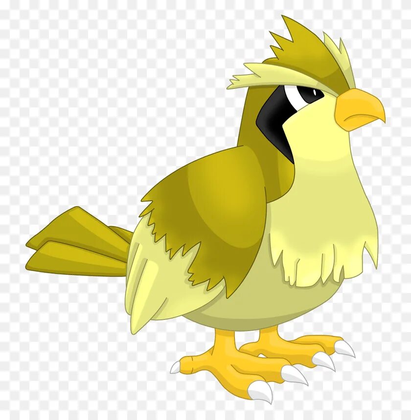 Пиджей покемон эволюция. Покемон пиджи. Покемон pidgey. Пиджи вики. Покемон pidgey.