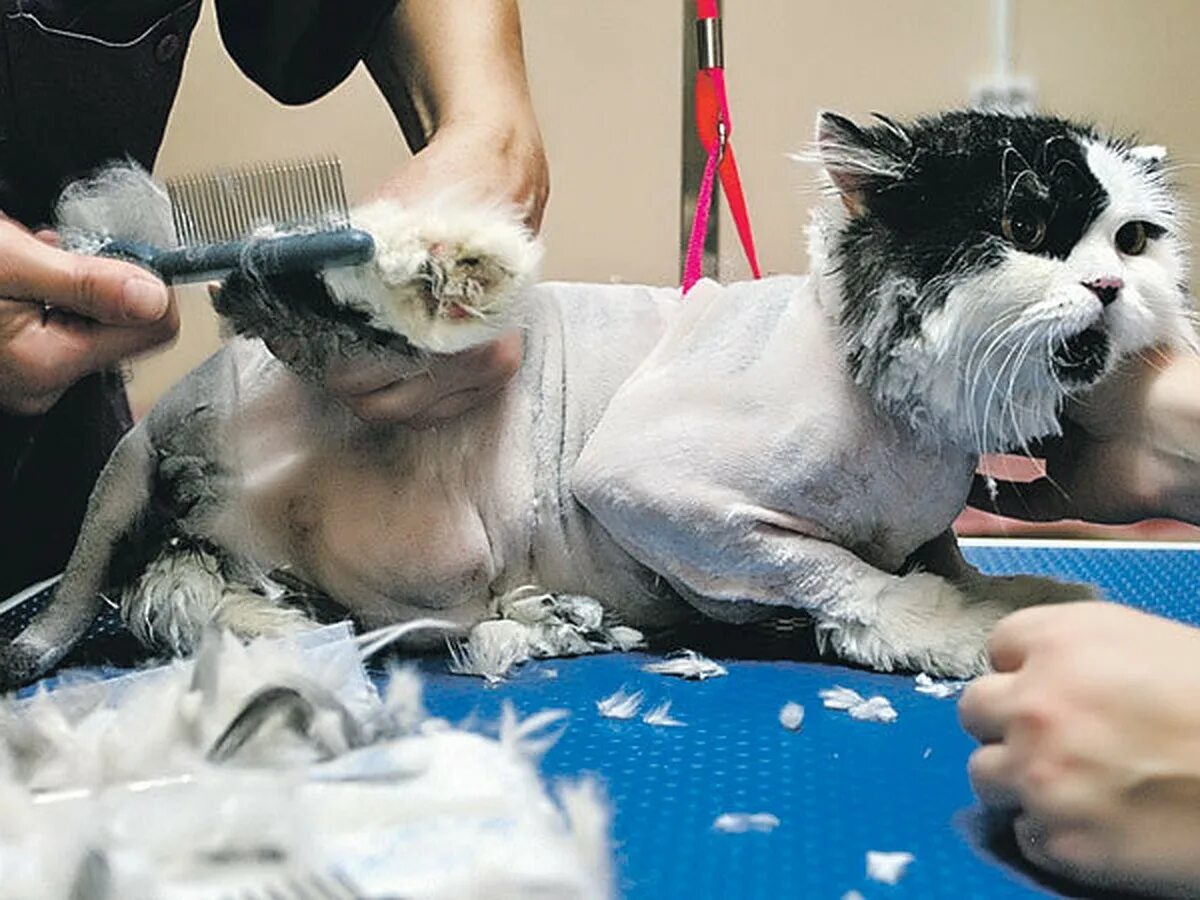 Почему нельзя стричь кошек. Бритье кошек. машинка для стрижки кота. стрижка кота под машинку. подстриженный кот ножницами.