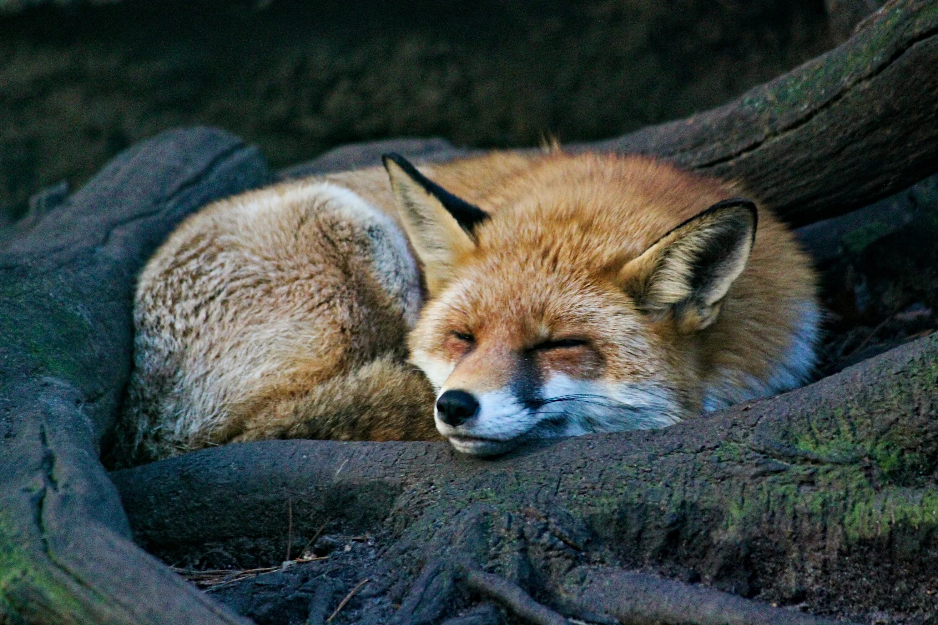 Спящие лисы. Природа и животные.