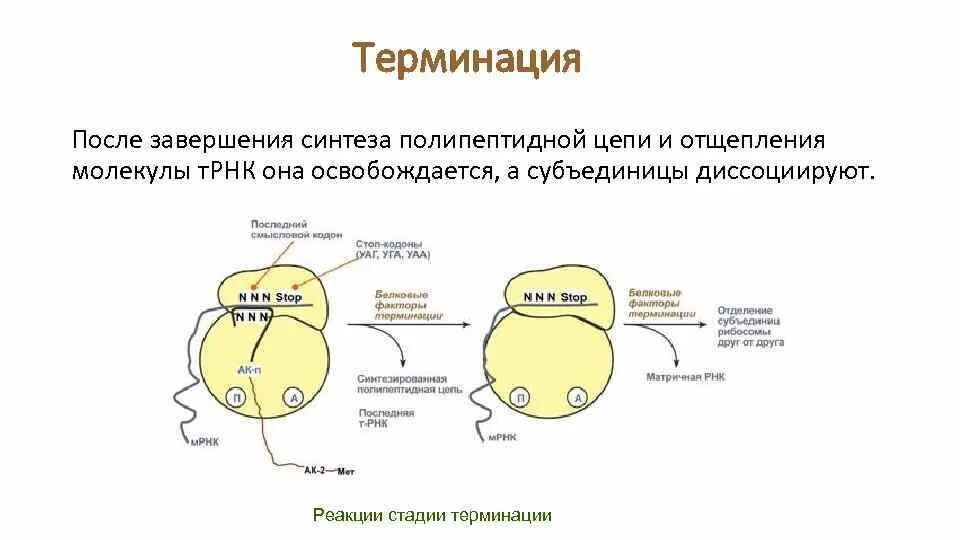 Терминация синтеза рнк. Трансляция РНК терминация. Синтез полипептидной цепи на рибосоме. Стадия терминации.