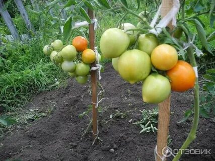 Томат обские купола