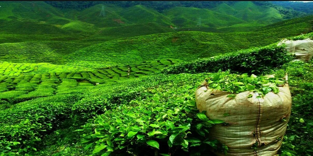 Хозяйство шри ланки. Шри Ланка чайные плантации Нувара Элия. Цейлонские плантации Шри Ланка. Цейлон Шри Ланка чайные плантации. Нувара Элия плантации чая.