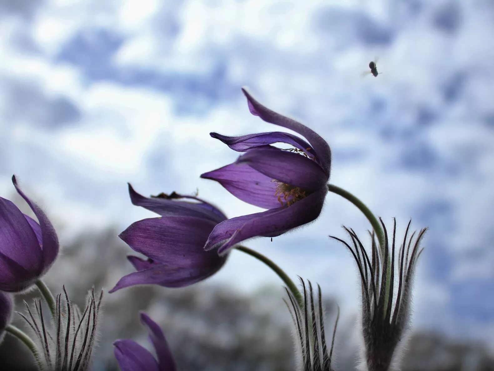 Цветочек на ветру. Нежность природа. Весенний ветер. Маки на ветру. Ветер цветов.