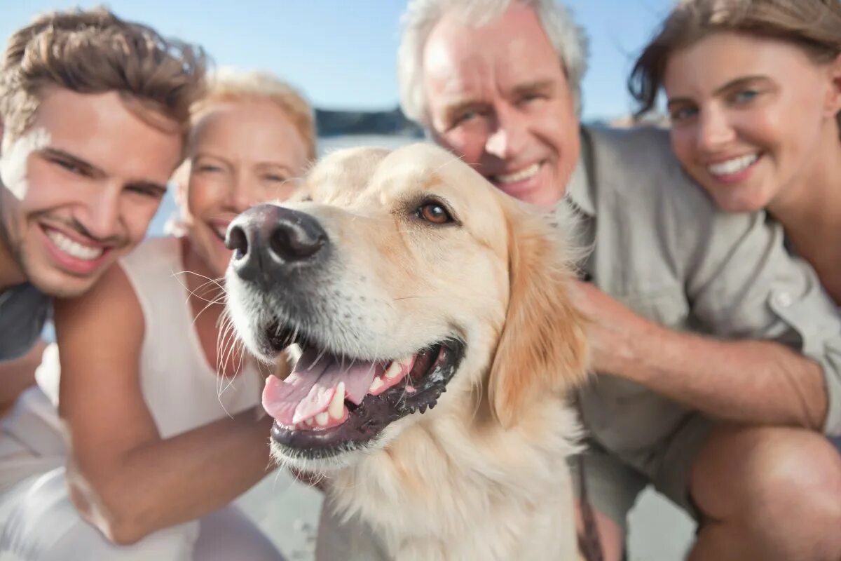 Make pets