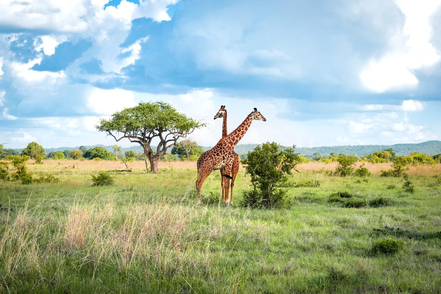 Проект национального парка танзании. Национальный парк Руаха в Танзании. Микуми сафари. Лейк Маньяра национальный парк в Танзании. Приозерный парк в Танзании.