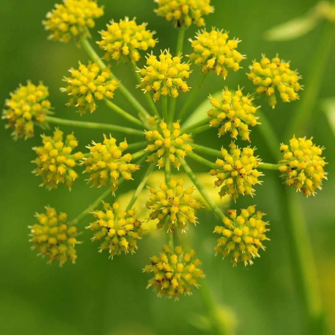 Любисток (Levisticum officinale) семена. Любисток сычуаньский. Пастернак растение Любисток. Любисток цветет. Любисток лекарственный применение