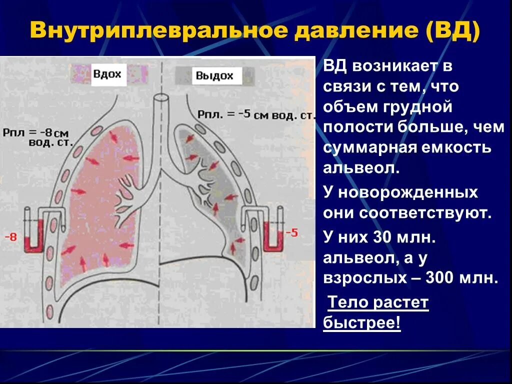 Альвеолярное и внутриплевральное давление. Внутриплевральное давление на вдохе и выдохе. Альвеолы при вдохе и выдохе. Внутриплевральное давление при вдохе и выдохе.