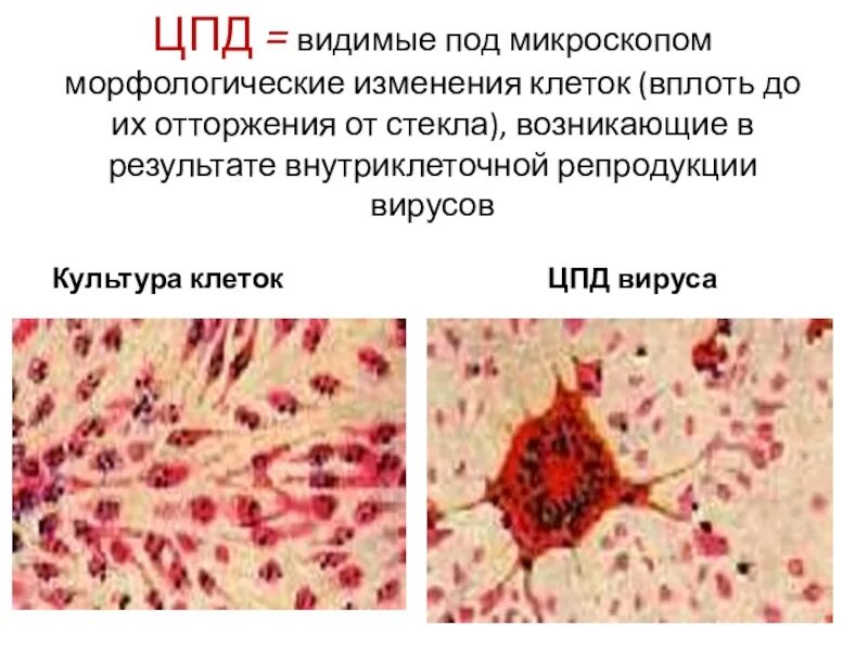 Морфологические изменения клеток. ЦПД вирусов микробиология. Культура клеток. Цитопатическое действие вирусов.