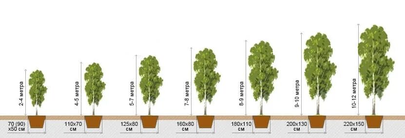 На сколько см вырастают за лето. Береза бородавчатая размер крона. Береза высота взрослого дерева. Скорость роста березы по годам. Скорость роста березы в год.