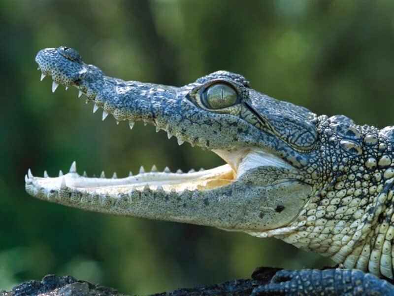 Крокодилы открывают рот. Австралийский узкорылый крокодил. Гребнистый крокодил зубы. Крокодил с открытой пастью.