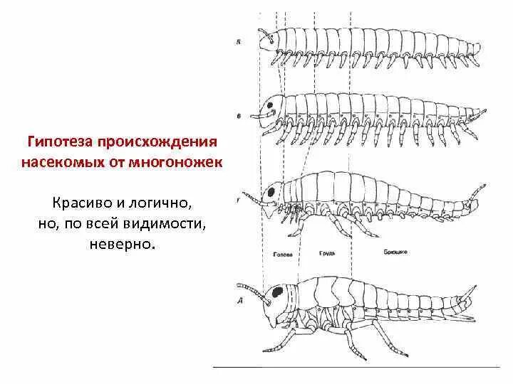Полезные насекомые для дошкольников. Откуда насекомое. Насекомые примеры. Предки насекомых. Откуда насекомое.