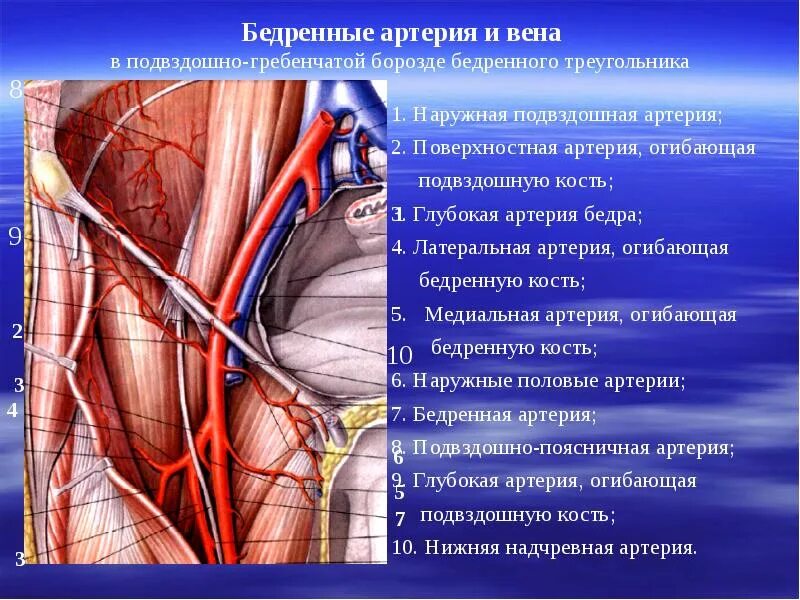 Глубокая надчревная артерия. Поверхностная бедренная артерия анатомия. Нижняя надчревная артерия. Бедренная артерия топографическая анатомия.