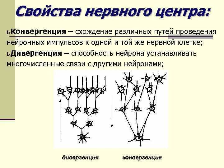 Схема конвергенции и дивергенции в ЦНС. Конвергенция физиология ЦНС. Принцип дивергенции физиология. Схема дивергенции физиология.