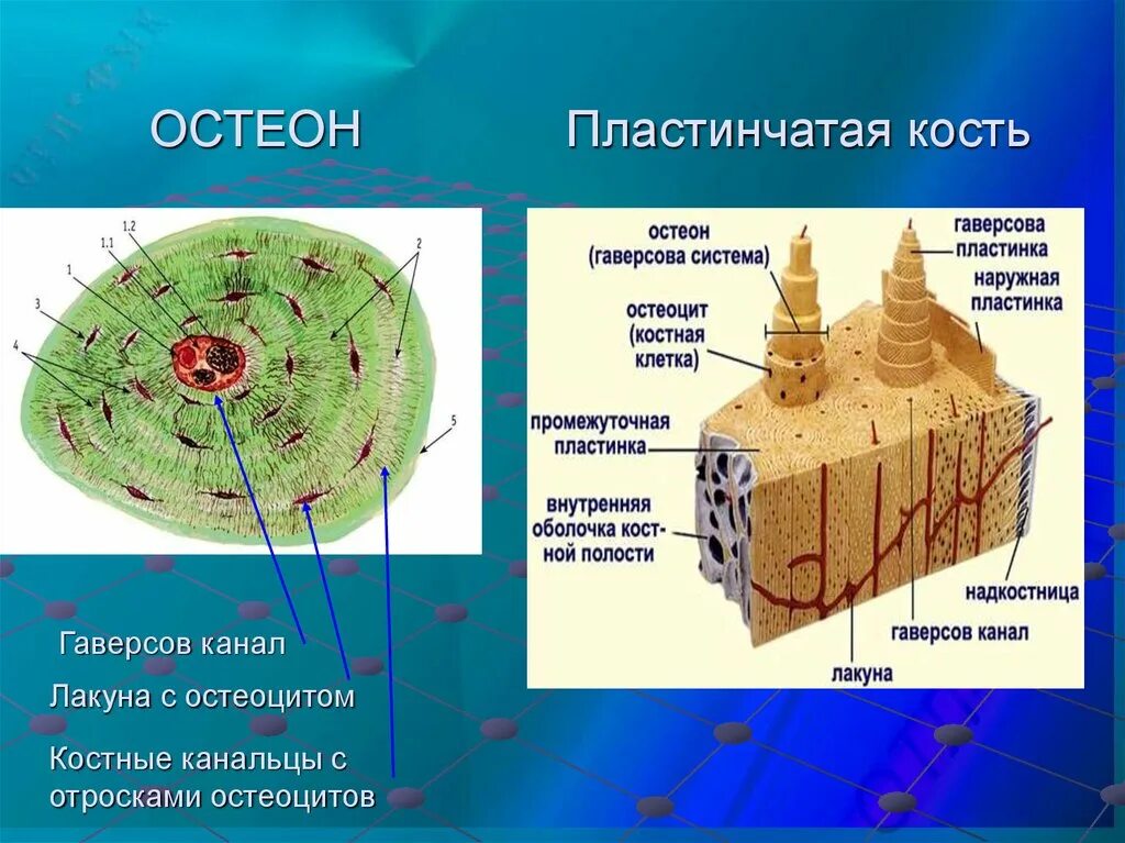 Гаверсов канал остеона. Строение кости Остеон. Костные пластинки остеона. Остеон строение строение. Пластинчатые клетки