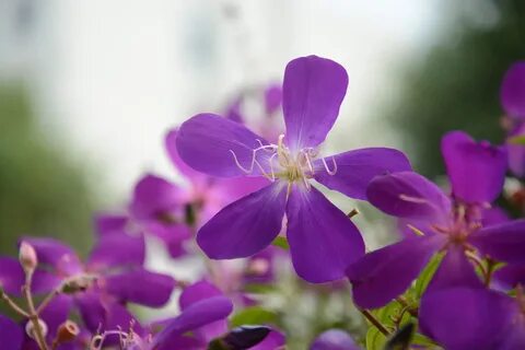 5 flowers