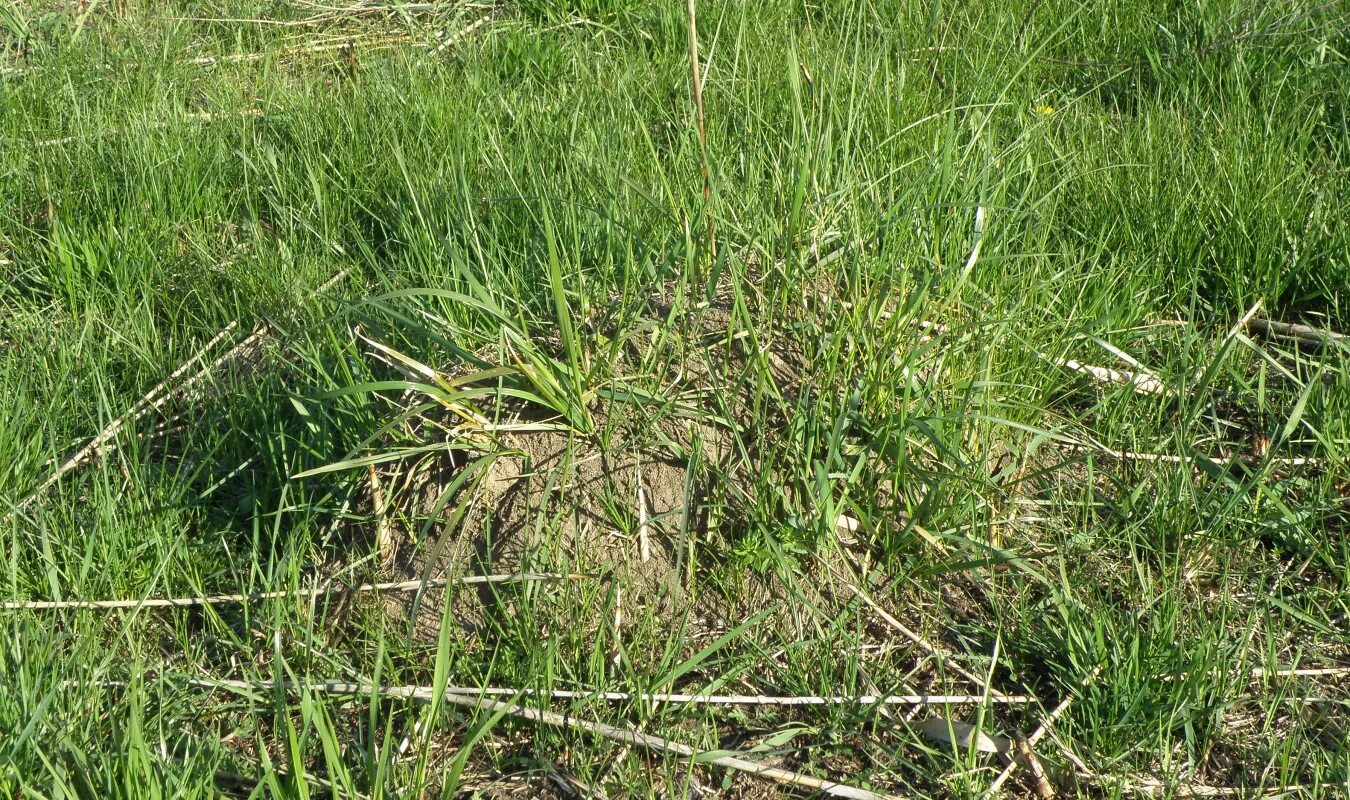 Осока черная carex nigra. Степная осока. Осока песня барашкины. Осока твердоватая таймырский заповедник. Композиция с осокой.