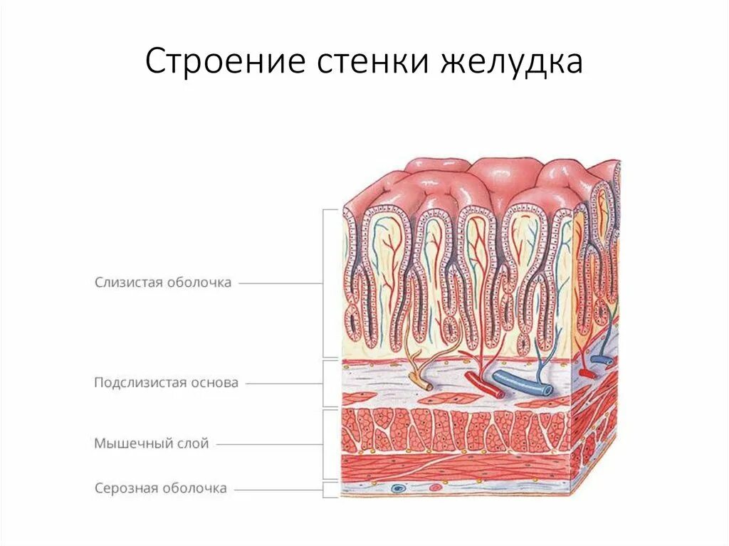 Слизистый слой кишки. Строение стенки пищеварительной трубки анатомия. Строение стенки трубчатых органов желудка. Строение слизистой тонкой кишки. Строение оболочек пищеварительной трубки.